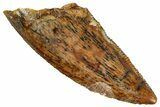 Serrated, Raptor Tooth - Real Dinosaur Tooth #275045-1
